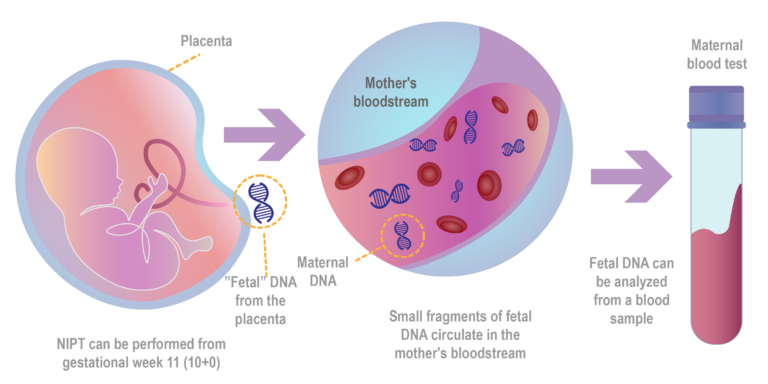 Babyscreen NIPT Fetal DNA English version Rityta 1 kopia 1