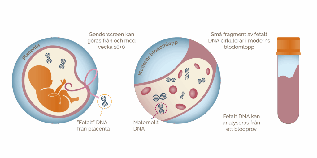 En illustration som beskriver hur man kan hitta DNA från fostret i mammans blod.